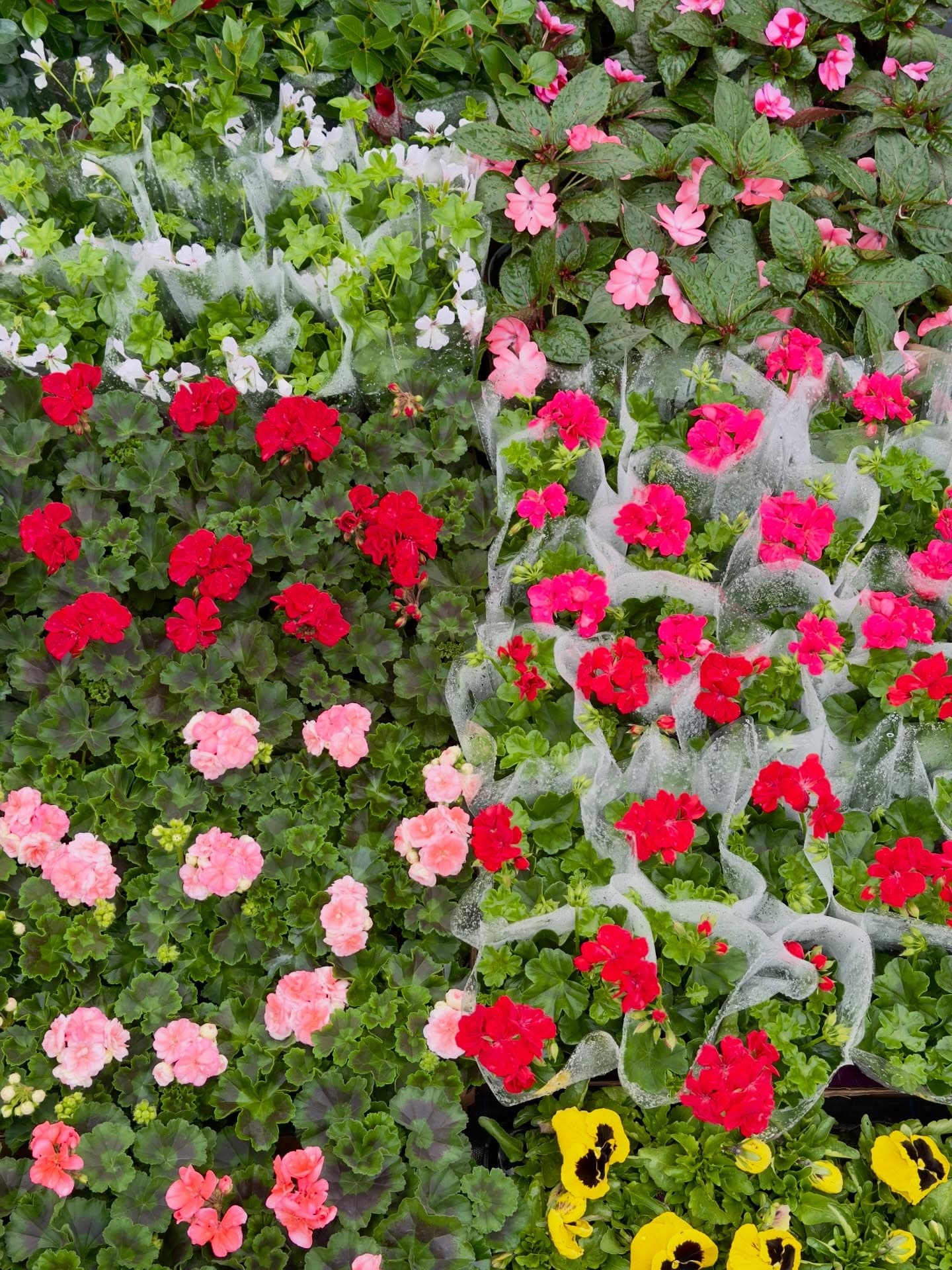 Ściana kwitnących pelargonii w odcieniach czerwieni i różu