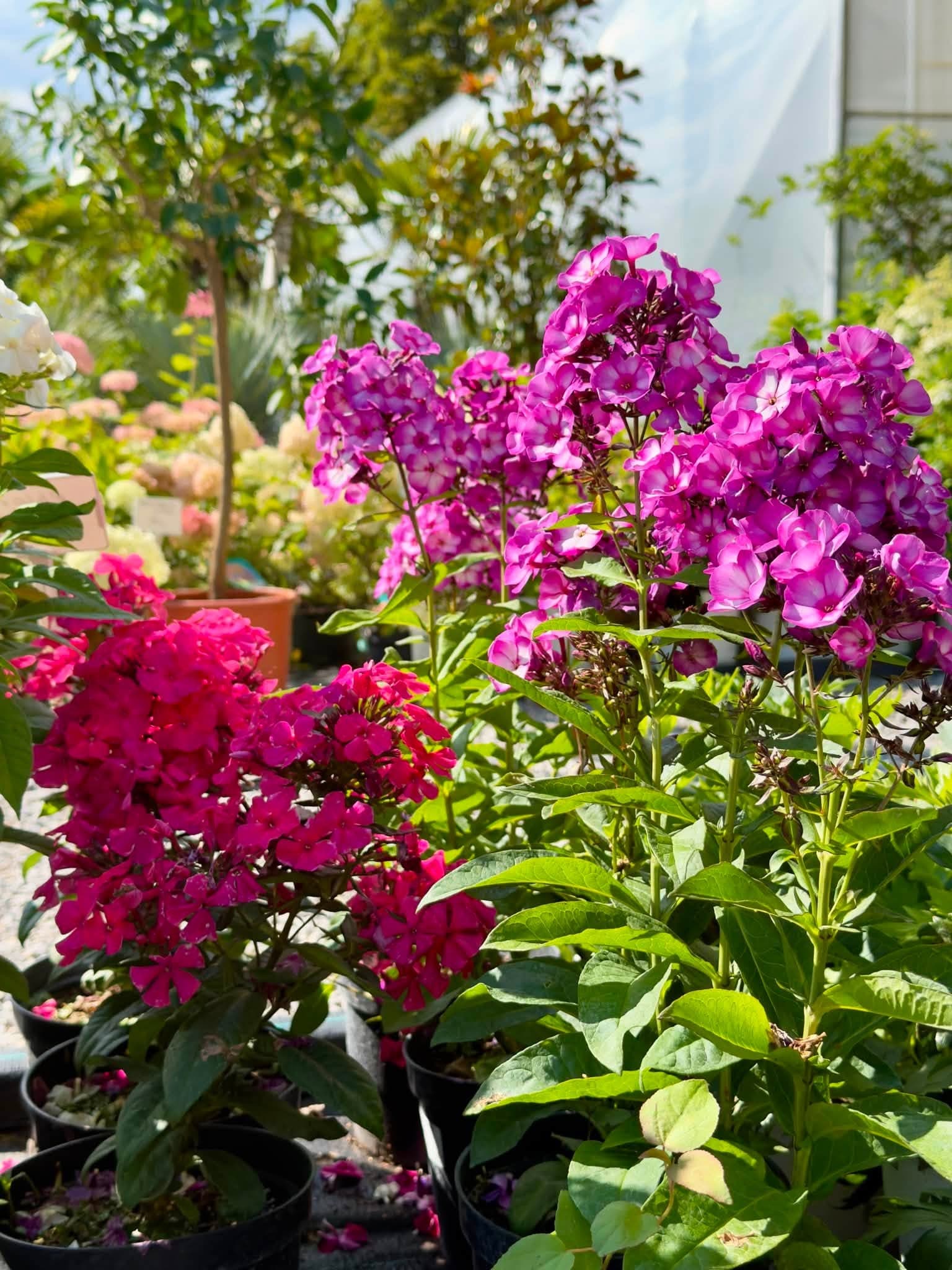 Purpurowy floks wiechowaty kwitnący przy szklarni